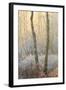 Forest Mist-David Baker-Framed Photographic Print