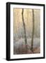 Forest Mist-David Baker-Framed Premium Photographic Print