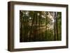 Forest Mist-Steve Gadomski-Framed Photographic Print