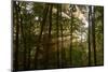 Forest Mist-Steve Gadomski-Mounted Photographic Print