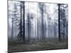 Forest Mists-Andreas Stridsberg-Mounted Giclee Print