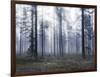 Forest Mists-Andreas Stridsberg-Framed Giclee Print