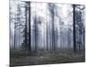 Forest Mists-Andreas Stridsberg-Mounted Giclee Print