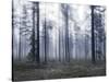 Forest Mists-Andreas Stridsberg-Stretched Canvas