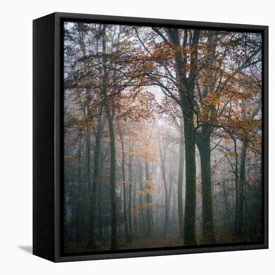 Forest Mood-Philippe Manguin-Framed Stretched Canvas