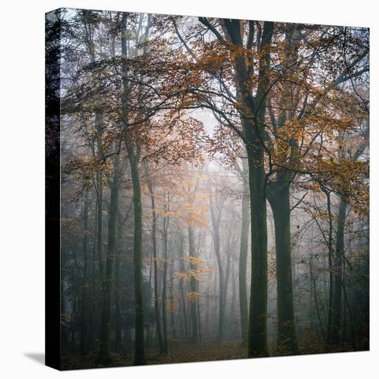 Forest Mood-Philippe Manguin-Stretched Canvas