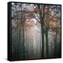 Forest Mood-Philippe Manguin-Framed Stretched Canvas