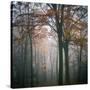 Forest Mood-Philippe Manguin-Stretched Canvas