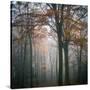 Forest Mood-Philippe Manguin-Stretched Canvas
