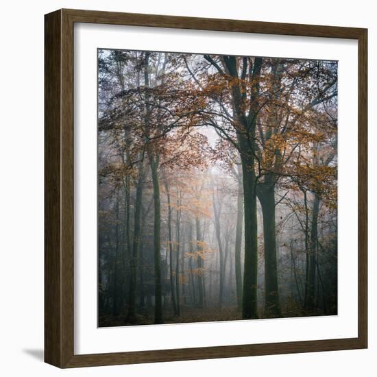 Forest Mood-Philippe Manguin-Framed Photographic Print