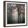 Forest Mood-Philippe Manguin-Framed Photographic Print