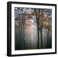 Forest Mood-Philippe Manguin-Framed Photographic Print