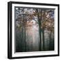 Forest Mood-Philippe Manguin-Framed Photographic Print