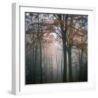 Forest Mood-Philippe Manguin-Framed Photographic Print