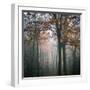 Forest Mood-Philippe Manguin-Framed Photographic Print