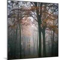 Forest Mood-Philippe Manguin-Mounted Photographic Print