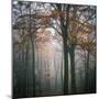 Forest Mood-Philippe Manguin-Mounted Photographic Print