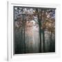 Forest Mood-Philippe Manguin-Framed Photographic Print