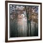 Forest Mood-Philippe Manguin-Framed Photographic Print