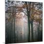 Forest Mood-Philippe Manguin-Mounted Photographic Print