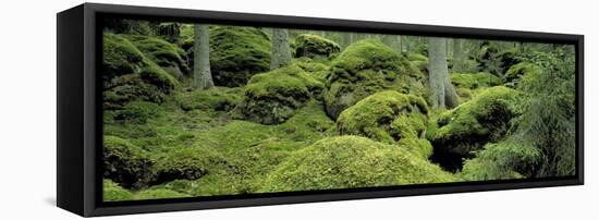 Forest Moss Sweden-null-Framed Stretched Canvas