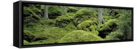 Forest Moss Sweden-null-Framed Stretched Canvas