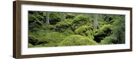 Forest Moss Sweden-null-Framed Photographic Print