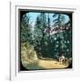 Forest, Murree, India, Late 19th or Early 20th Century-null-Framed Giclee Print