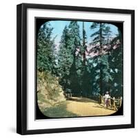 Forest, Murree, India, Late 19th or Early 20th Century-null-Framed Giclee Print
