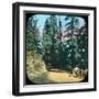 Forest, Murree, India, Late 19th or Early 20th Century-null-Framed Giclee Print