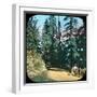 Forest, Murree, India, Late 19th or Early 20th Century-null-Framed Giclee Print