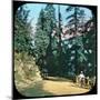 Forest, Murree, India, Late 19th or Early 20th Century-null-Mounted Giclee Print