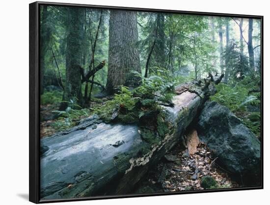 Forest, Natural, Germany-Thonig-Framed Photographic Print