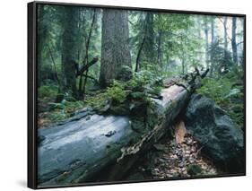 Forest, Natural, Germany-Thonig-Framed Photographic Print