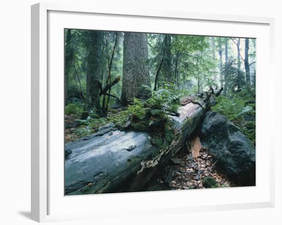 Forest, Natural, Germany-Thonig-Framed Photographic Print