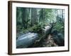 Forest, Natural, Germany-Thonig-Framed Photographic Print