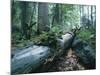 Forest, Natural, Germany-Thonig-Mounted Photographic Print