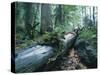 Forest, Natural, Germany-Thonig-Stretched Canvas