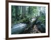 Forest, Natural, Germany-Thonig-Framed Photographic Print