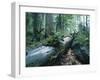 Forest, Natural, Germany-Thonig-Framed Photographic Print