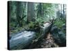 Forest, Natural, Germany-Thonig-Stretched Canvas