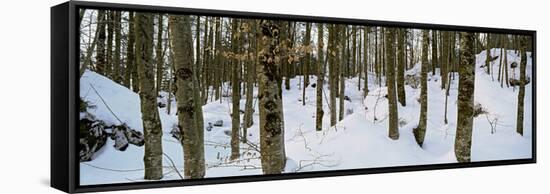 Forest Near Lake Bled, Upper Carniola, Slovenia-null-Framed Stretched Canvas