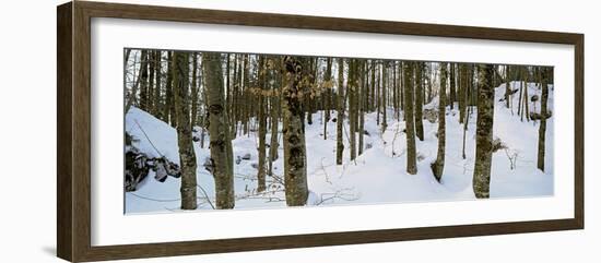 Forest Near Lake Bled, Upper Carniola, Slovenia-null-Framed Photographic Print