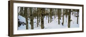 Forest Near Lake Bled, Upper Carniola, Slovenia-null-Framed Photographic Print