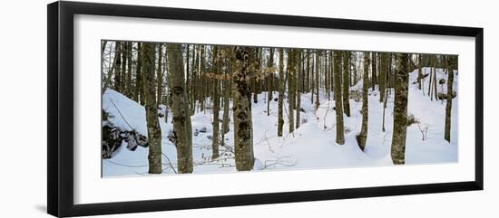 Forest Near Lake Bled, Upper Carniola, Slovenia-null-Framed Photographic Print