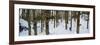 Forest Near Lake Bled, Upper Carniola, Slovenia-null-Framed Photographic Print