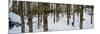 Forest Near Lake Bled, Upper Carniola, Slovenia-null-Mounted Photographic Print