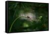 Forest nook-null-Framed Stretched Canvas