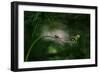 Forest nook-null-Framed Photographic Print