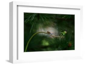 Forest nook-null-Framed Photographic Print